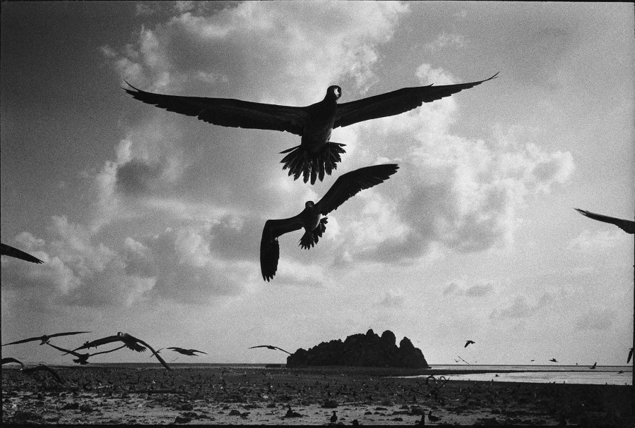 Le ballet des oiseaux sur l'île de Clipperton, dans l'océan Pacifique ...