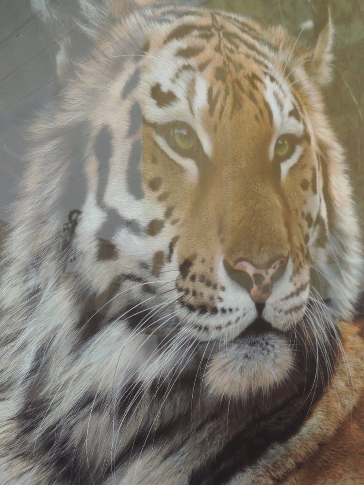 Last Watch Tiger Study By Carl Brenders After Artist At Eighteen