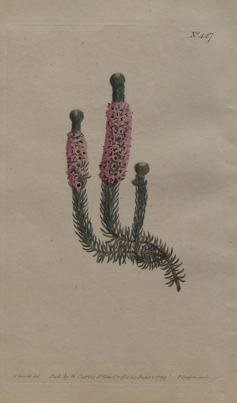 Flores: "Psoralea Bracteata", "Hibiscus Praemorsus", "Mesembryanthemum Micans" y "Erica Empetrifolia"