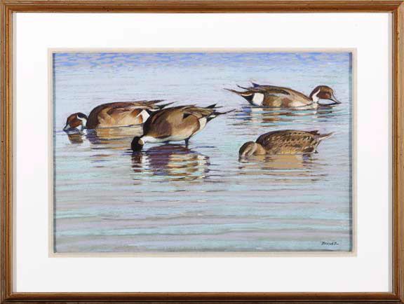 ducks-in-the-water