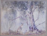 kangaroos-in-woodland