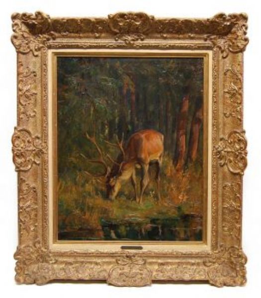 asender-hirsch-im-wald
