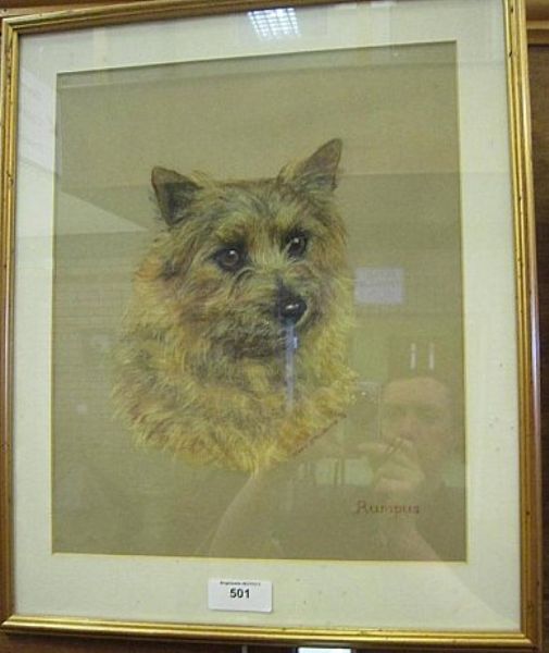 rumpus-a-portrait-study-of-a-norwich-terrier