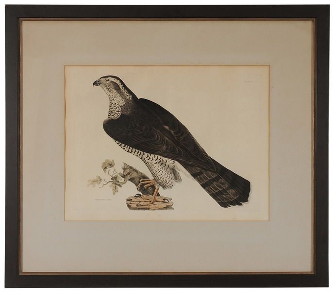 goshawk-adult
