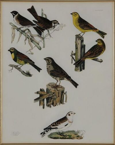 three-works-common-turnstone-buntings-tringas