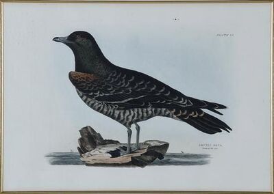 five-works-from-illustrations-of-british-ornithology