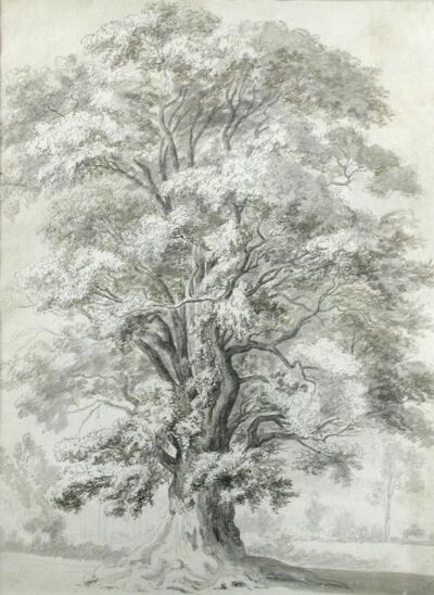 the-great-elm-in-lord-suffolk-s-ground-wiltshire-a-boundary-tree-known-in-the-old-maps-of-wiltshire