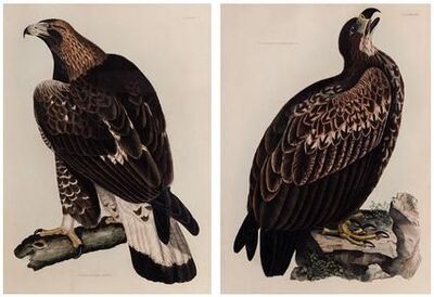 cinereous-eagle
