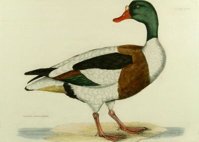 the-common-shell-drake