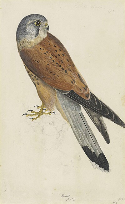 a-male-kestrel