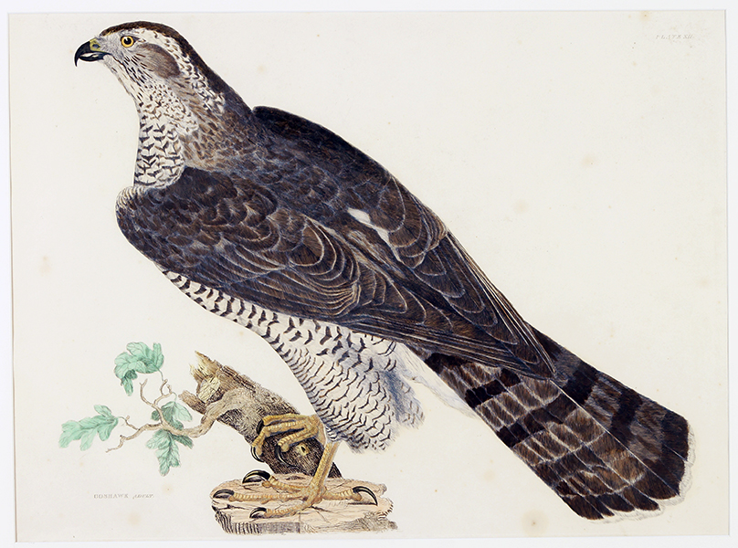 goshawk-adult