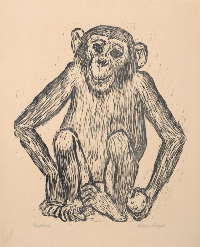 chimpanzee