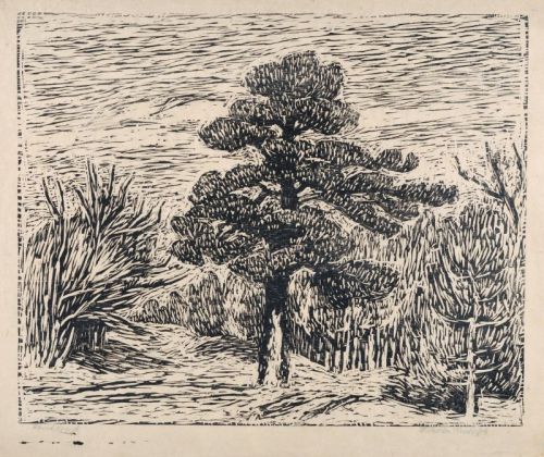 seed-pine