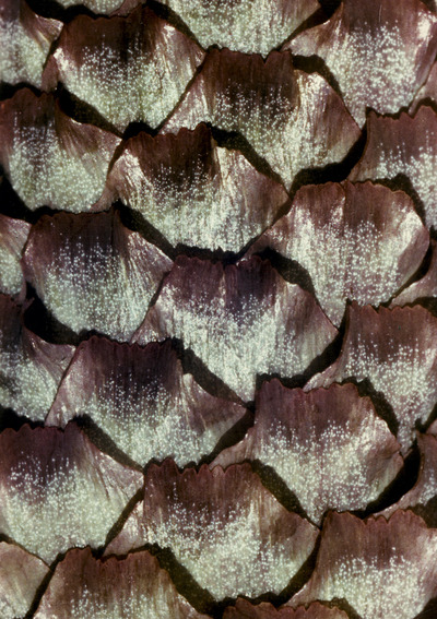 pine-cone-detail