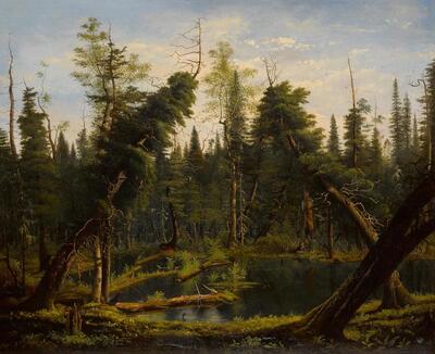 cedar-swamp